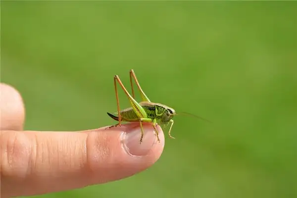 Dreaming of Locusts Meaning and Interpretation - NuvoraDream - DreamDecode-DreamDecode