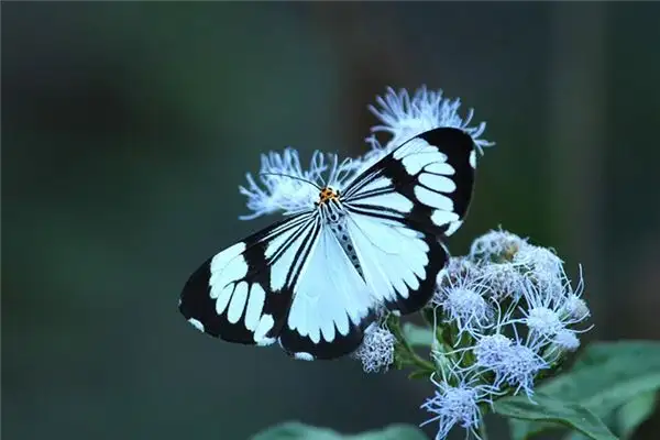 Dream Interpretation White Moth Meaning NuvoraDream - DreamDecode-DreamDecode