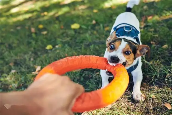 Dream Interpretation Dog Biting Someone Meaning - DreamDecode-DreamDecode