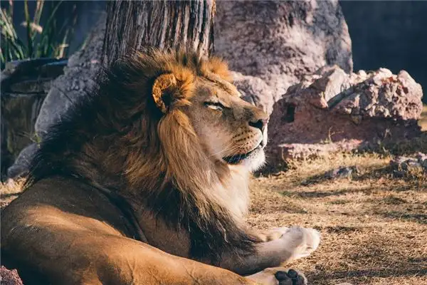 Dream Interpretation of Being Bitten by a Lion - NuvoraDream - DreamDecode-DreamDecode