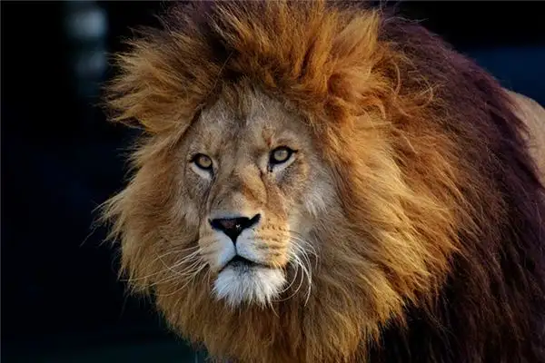 Dream of a Lion Meaning and Interpretation - NuvoraDream