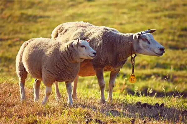 Dream Interpretation of Livestock in Your Sleep NuvoraDream - DreamDecode-DreamDecode