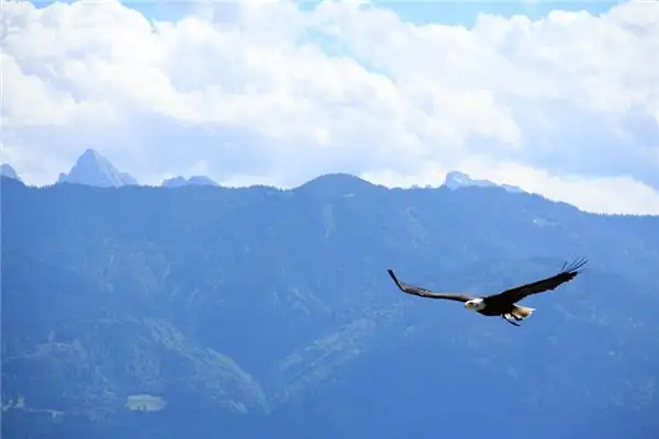 Dream Interpretation of Seeing an Eagle in Your Sleep - NuvoraDream - DreamDecode-DreamDecode