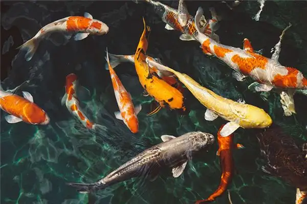 Dream Interpretation of Seeing Many Fish - NuvoraDream - DreamDecode-DreamDecode