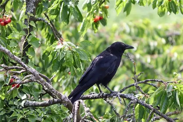 Dream Interpretation Catching a Crow Meaning - NuvoraDream - DreamDecode-DreamDecode