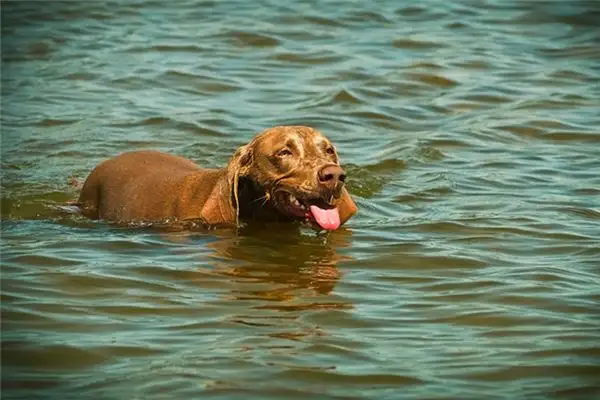 Dream Interpretation Swimming Dog Meaning at NuvoraDream - DreamDecode-DreamDecode