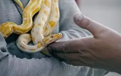 Dream of a Python Meaning and Interpretation - NuvoraDream - DreamDecode-DreamDecode