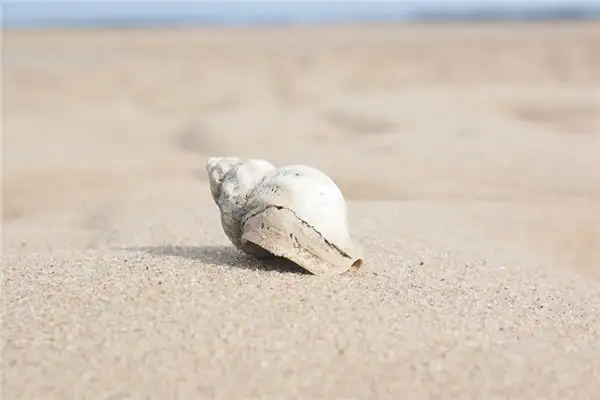 Dream Interpretation of Snails in Dreams NuvoraDream - DreamDecode-DreamDecode
