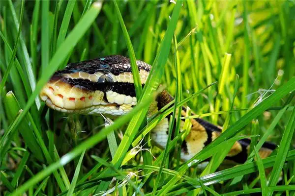 Dream of a Black Python Meaning and Interpretation - DreamDecode-DreamDecode