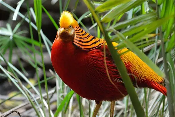 Dream of Golden Winged Bird Meaning and Interpretation - NuvoraDream - DreamDecode-DreamDecode