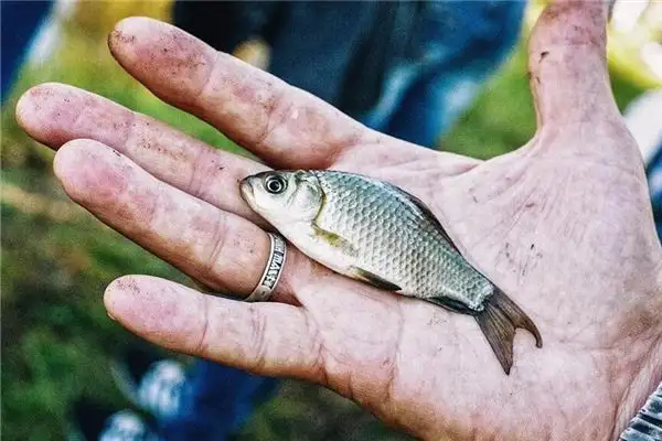 Dream of Catching Crucian Carp Meaning and Interpretation - NuvoraDream