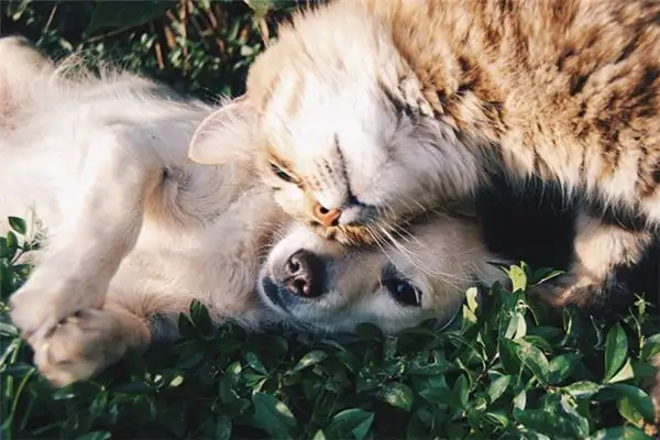 Dream Interpretation Dog Killing Cat Meaning - NuvoraDream - DreamDecode-DreamDecode