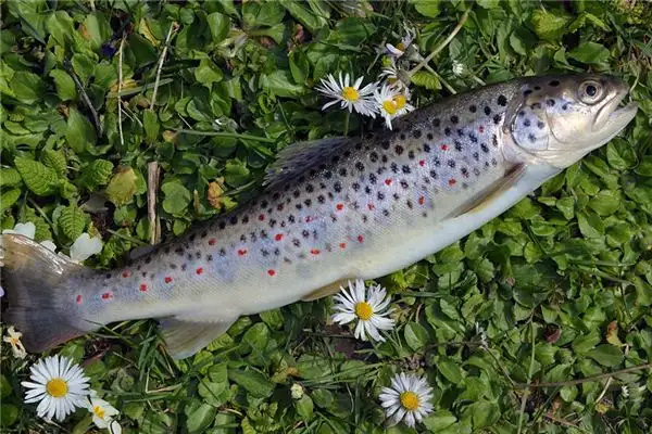 Dream Interpretation Catching Fish Meaning - NuvoraDream - DreamDecode-DreamDecode