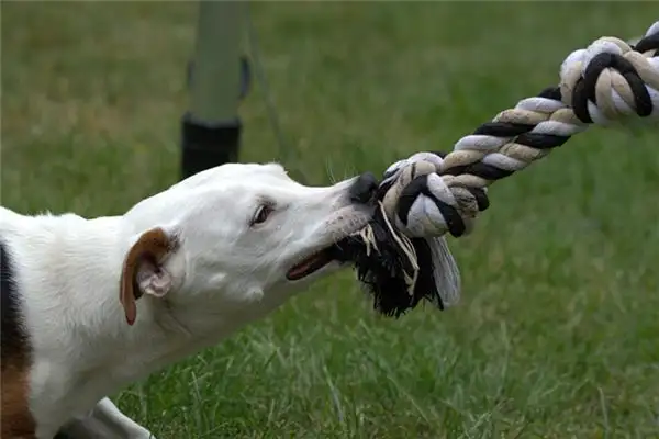 Dream Interpretation Dog Biting Hand Meaning and Symbolism - DreamDecode-DreamDecode