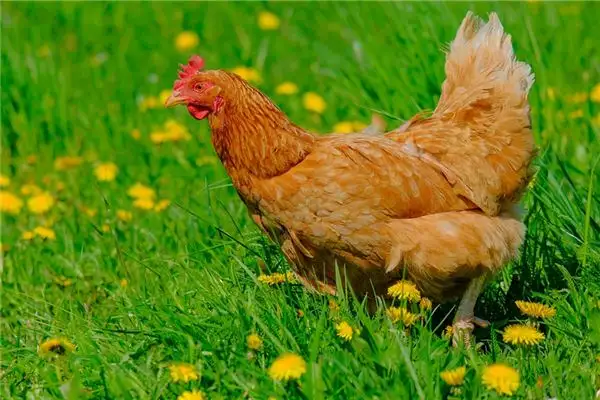 Dream Interpretation of Killing a Hen - NuvoraDream