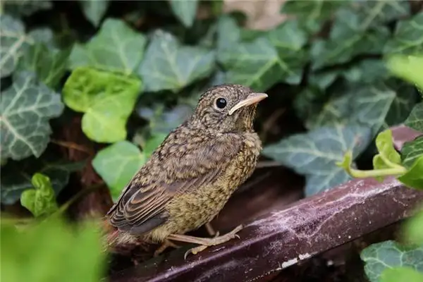 Dream of Nightingales Meaning - NuvoraDream - DreamDecode-DreamDecode
