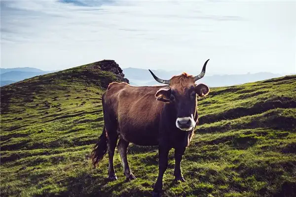 Dream Interpretation of Being Chased by a Cow - NuvoraDream - DreamDecode-DreamDecode