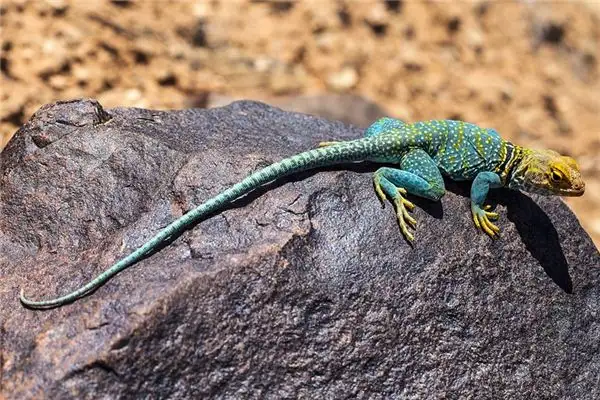Dreaming of Lizards Meaning and Interpretation - NuvoraDream
