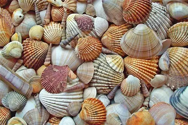 Dream Interpretation of Seafood and Shells - NuvoraDream - DreamDecode-DreamDecode
