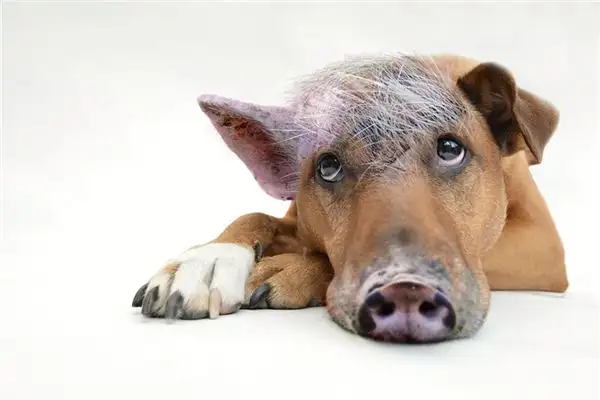 Dream Interpretation of Dogs and Pigs - NuvoraDream - DreamDecode-DreamDecode