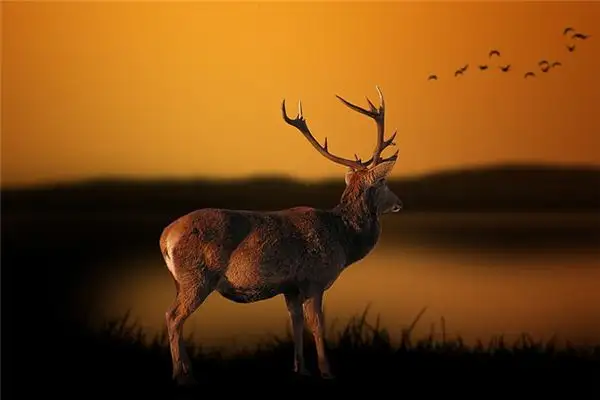 Dream of a Muntjac Meaning and Interpretation - NuvoraDream - DreamDecode-DreamDecode