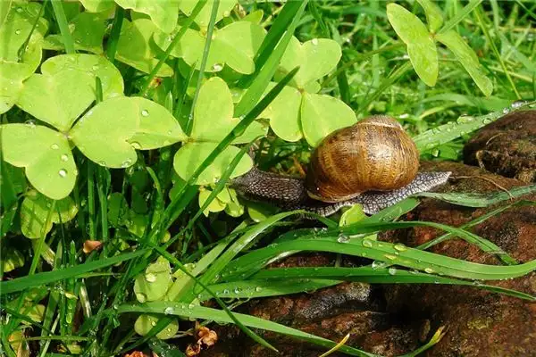 Dream Interpretation of Snails in Your Sleep NuvoraDream - DreamDecode-DreamDecode