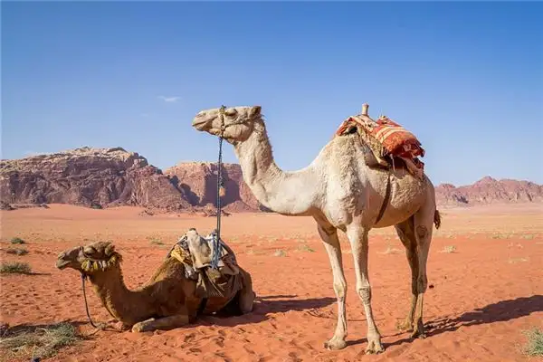 Dream of a Camel Meaning - NuvoraDream - DreamDecode-DreamDecode
