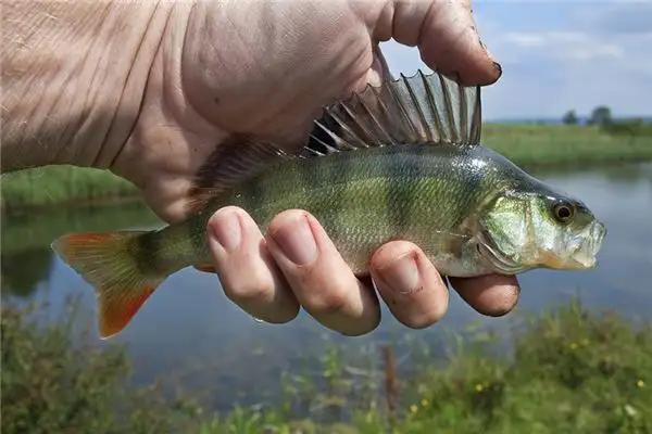 Dream of Perch Meaning and Interpretation - NuvoraDream - DreamDecode-DreamDecode