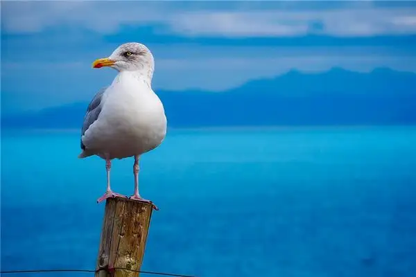 Dream of Seagulls Meaning - NuvoraDream - DreamDecode-DreamDecode