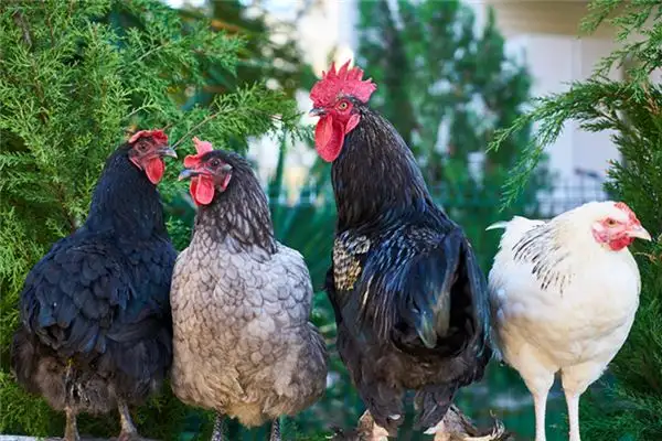 Dream Interpretation of Seeing Chickens and Dogs - NuvoraDream - DreamDecode-DreamDecode