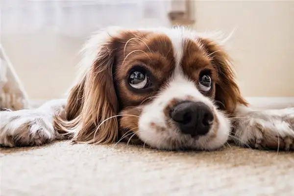 Dream Interpretation Beating a Dog Meaning on NuvoraDream - DreamDecode-DreamDecode
