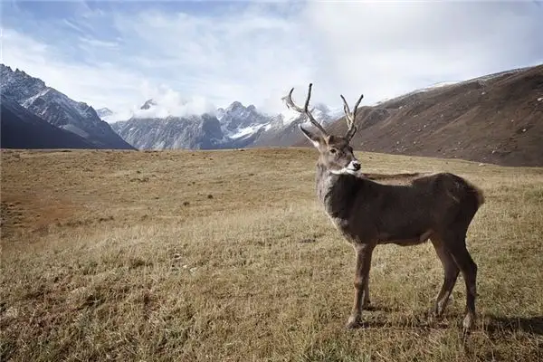 Dream of Reindeer Meaning and Interpretation - NuvoraDream - DreamDecode-DreamDecode