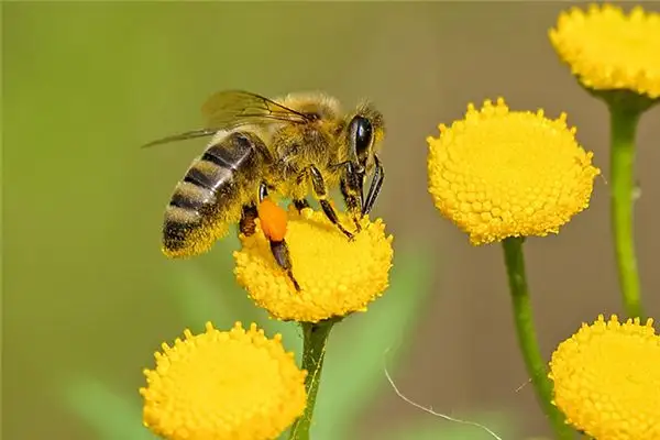 Dreaming of Bees Meaning and Interpretation - NuvoraDream - DreamDecode-DreamDecode