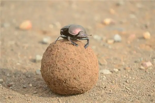 Dream of Dung Beetle Meaning - NuvoraDream - DreamDecode-DreamDecode