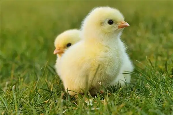 Dreaming of Baby Chickens Meaning and Interpretation - NuvoraDream - DreamDecode-DreamDecode