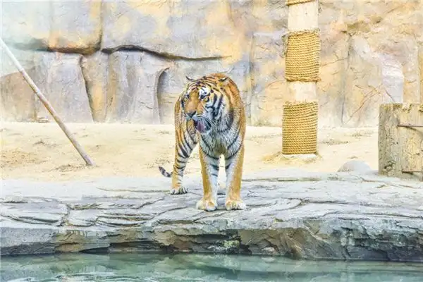 Dream of Tiger Entering House Meaning - NuvoraDream - DreamDecode-DreamDecode
