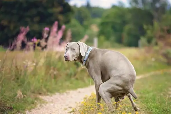 Dream Interpretation of Seeing a Dog Pooping - NuvoraDream - DreamDecode-DreamDecode