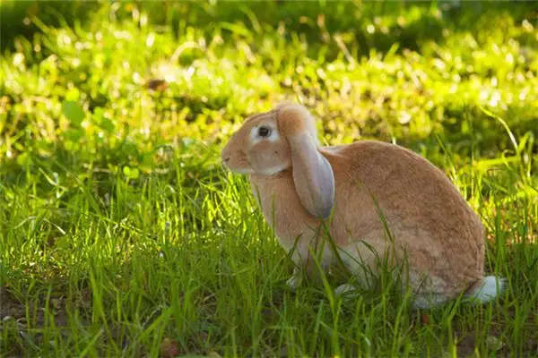 Dream of Rabbits Pounding Rice in the Moon Meaning - NuvoraDream - DreamDecode-DreamDecode