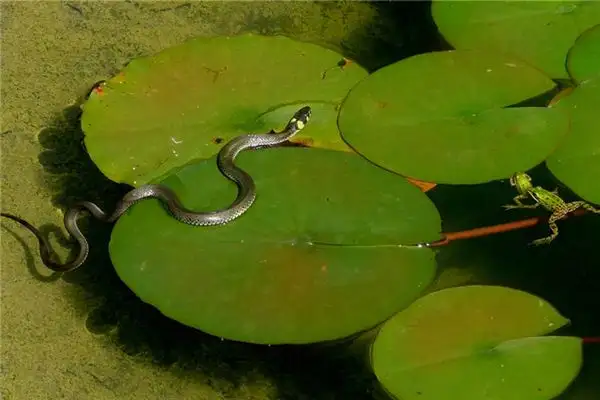 Dream Interpretation of Being Chased by a Snake - NuvoraDream - DreamDecode-DreamDecode