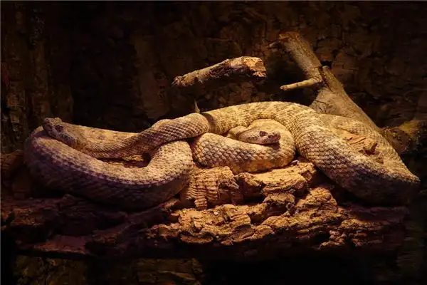 Dream of Many Giant Pythons Meaning and Interpretation - DreamDecode-DreamDecode