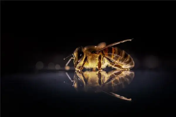 Dream Interpretation of Bees NuvoraDream