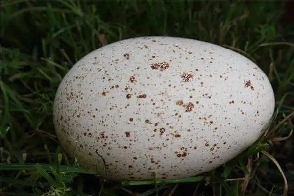Dream of Goose Eggs Meaning and Interpretation - NuvoraDream - DreamDecode-DreamDecode