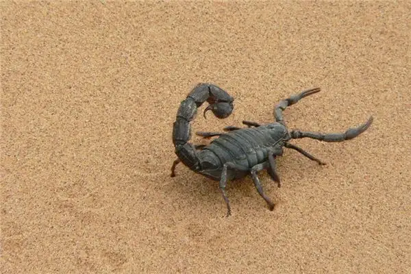 Dreaming of Scorpions Meaning and Interpretation - NuvoraDream - DreamDecode-DreamDecode
