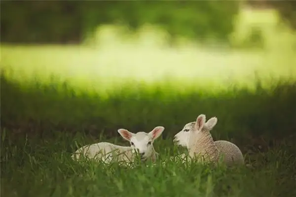 Dream of a Goat Kid Meaning and Interpretation - NuvoraDream - DreamDecode-DreamDecode