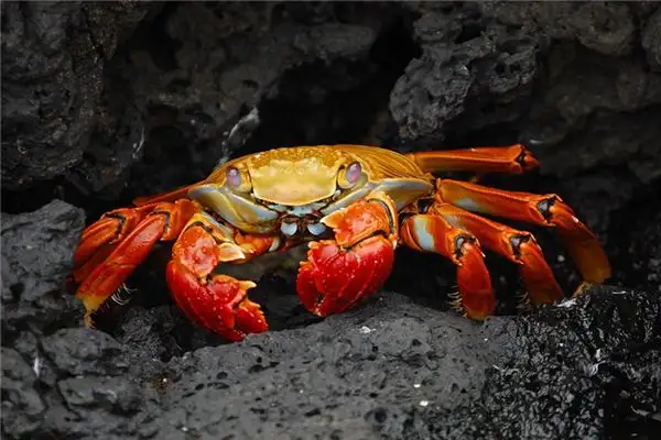 Dream Interpretation of Aquatic Creatures in Dreams - NuvoraDream - DreamDecode-DreamDecode
