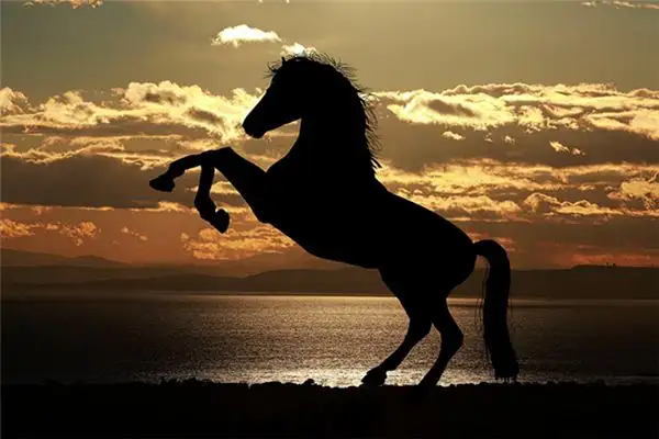 Dream Interpretation Riding a Black Horse Meaning - DreamDecode-DreamDecode
