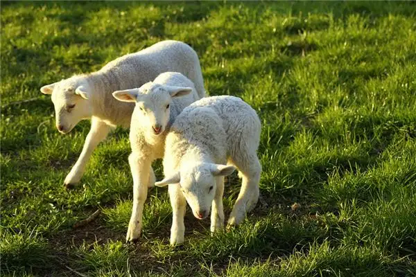 Dream of a Lamb Meaning and Interpretation - NuvoraDream - DreamDecode-DreamDecode