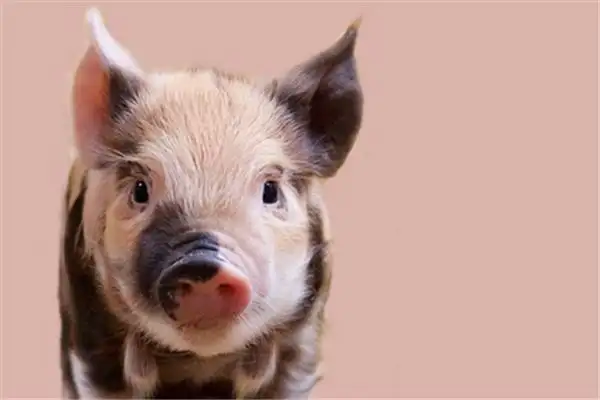 Dreaming of Raising Pigs Meaning and Interpretation - NuvoraDream - DreamDecode-DreamDecode
