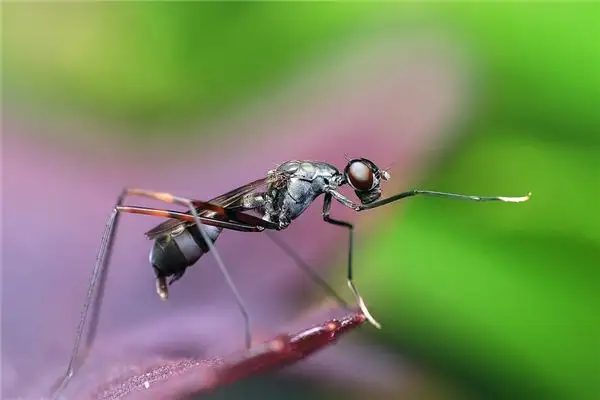 Dream Interpretation Ants Marching Meaning - NuvoraDream - DreamDecode-DreamDecode
