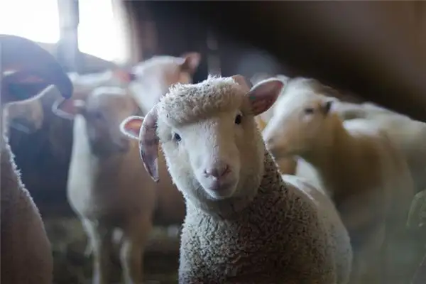 Dream of Sheep Meaning and Interpretation - NuvoraDream - DreamDecode-DreamDecode